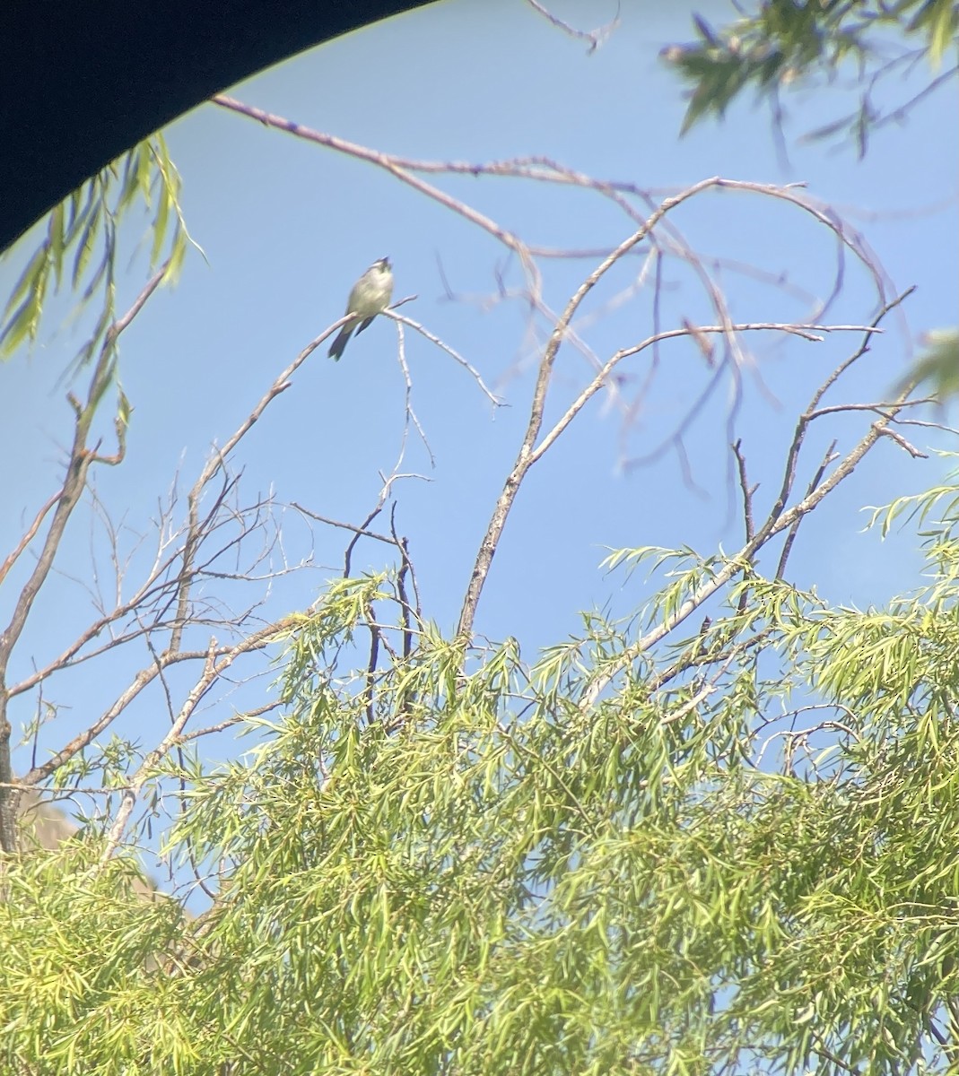 Tropical Kingbird - ML499958451