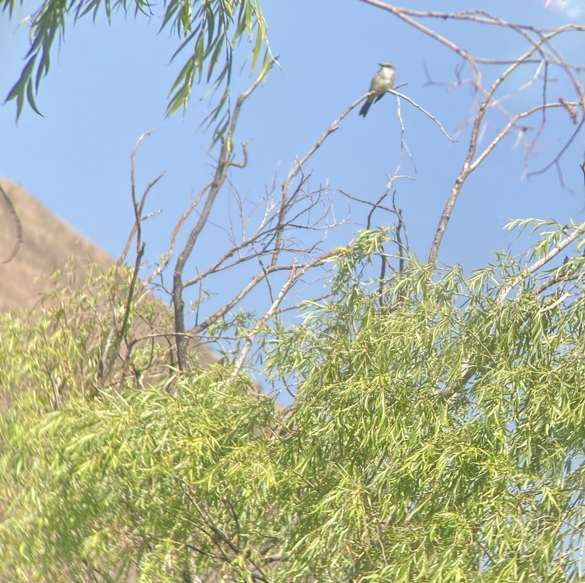 Tropical Kingbird - ML499958461