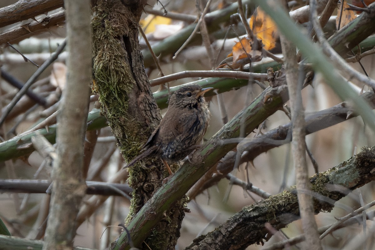 Eurasian Wren - ML499959131