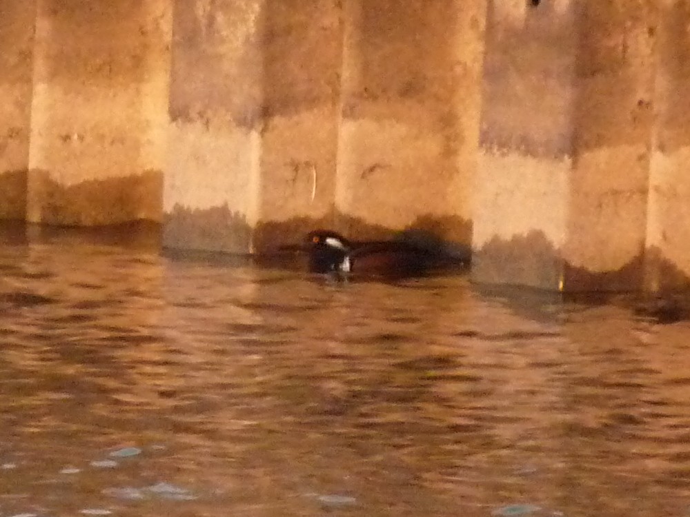 Hooded Merganser - ML499959861