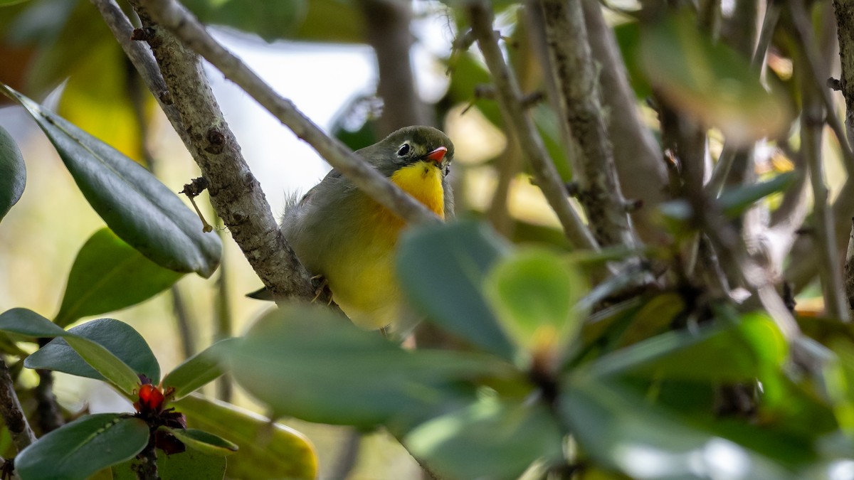 Red-billed Leiothrix - Mathurin Malby