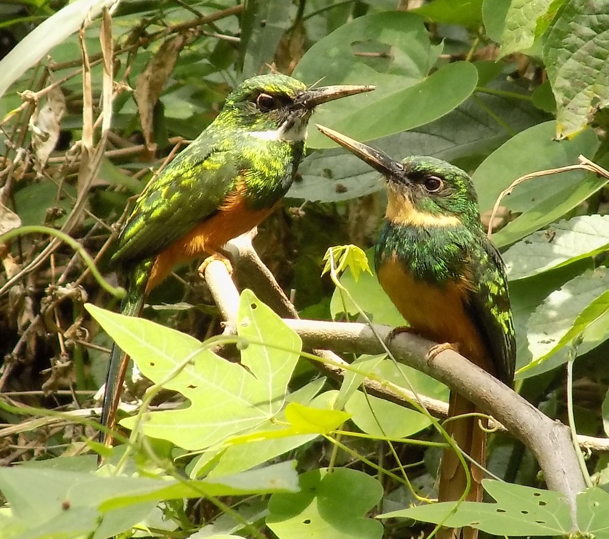 Rufous-tailed Jacamar - Basilio Mes / Belize Bird Guide