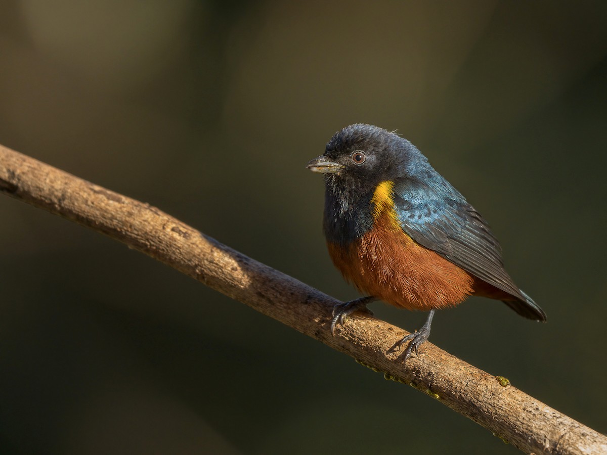 Chestnut-bellied Euphonia - ML499961991