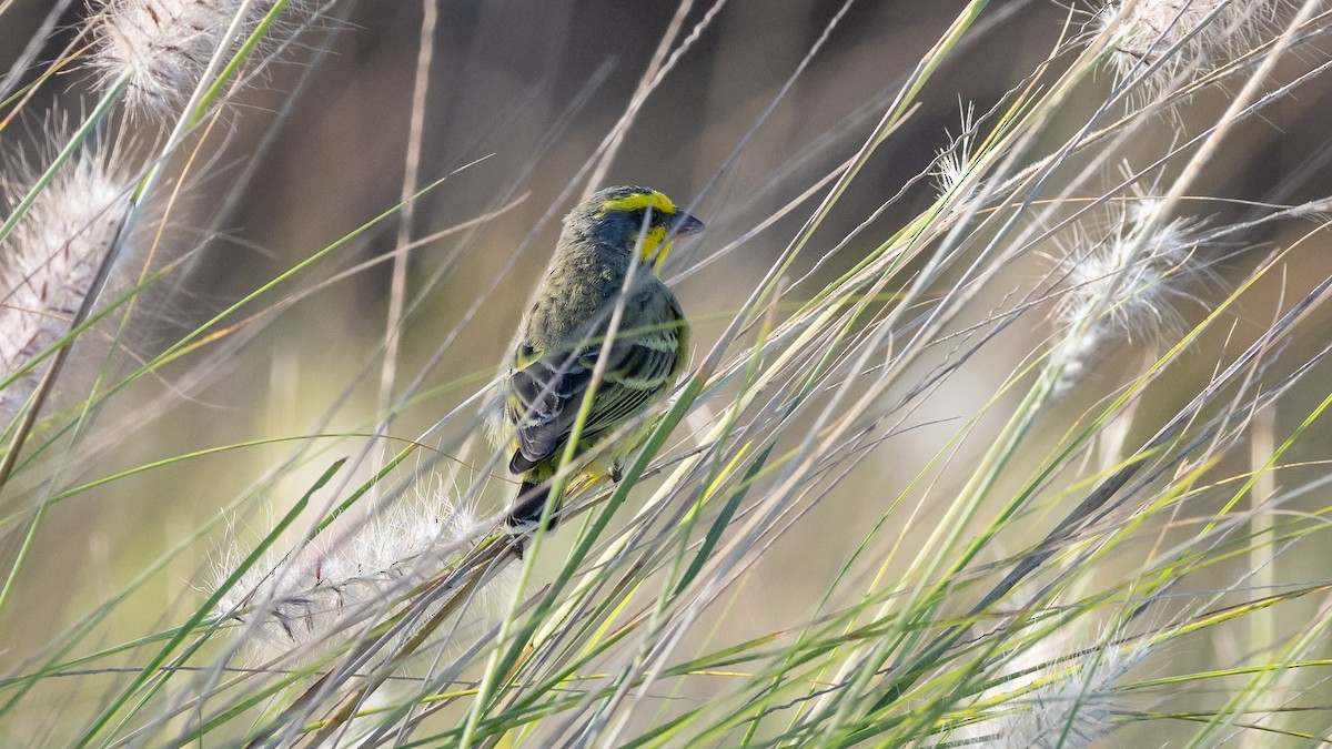 Yellow-fronted Canary - Mathurin Malby