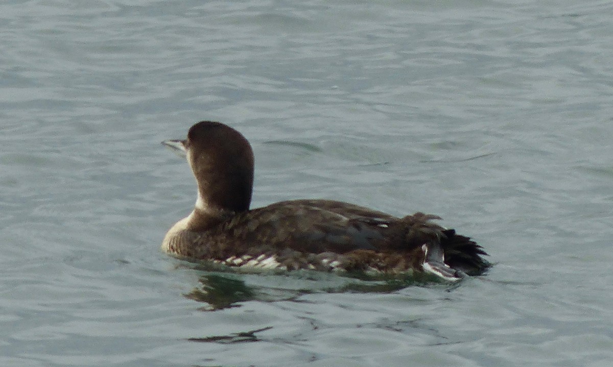 Common Loon - ML49996311