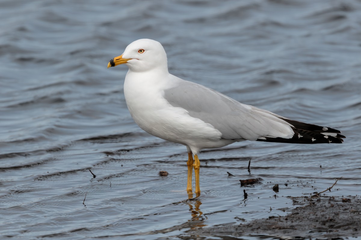 Ring-billed Gull - ML499963411