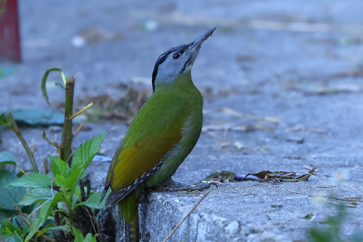 Gray-headed Woodpecker - ML499963621