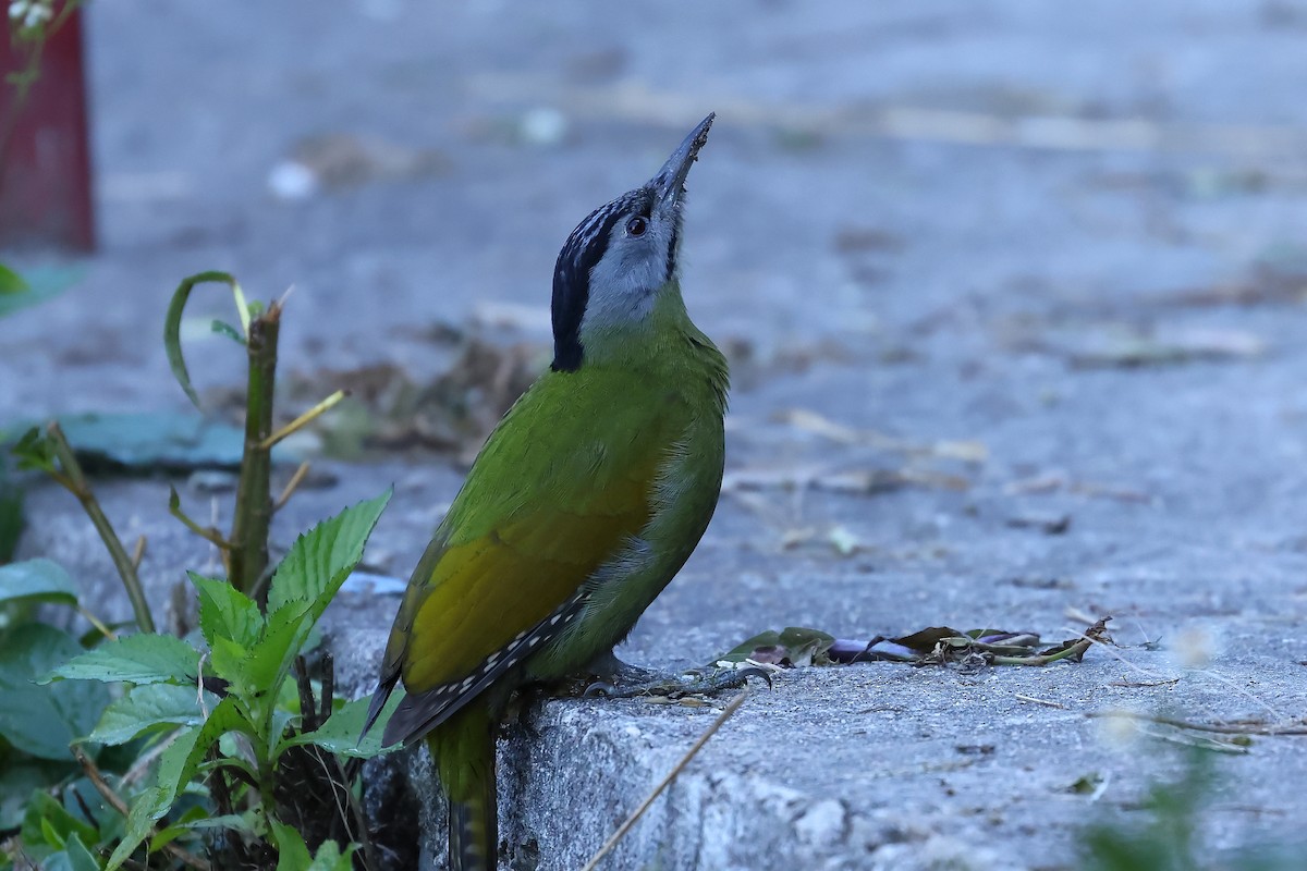 Gray-headed Woodpecker - Kakul Paul