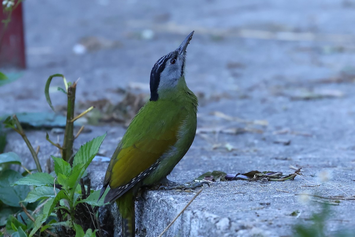 Gray-headed Woodpecker - ML499963701