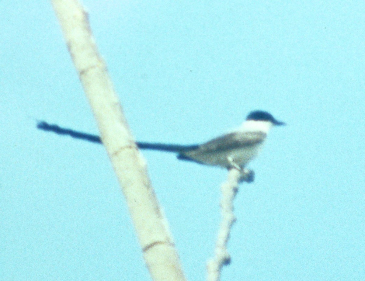 Fork-tailed Flycatcher - ML49996381