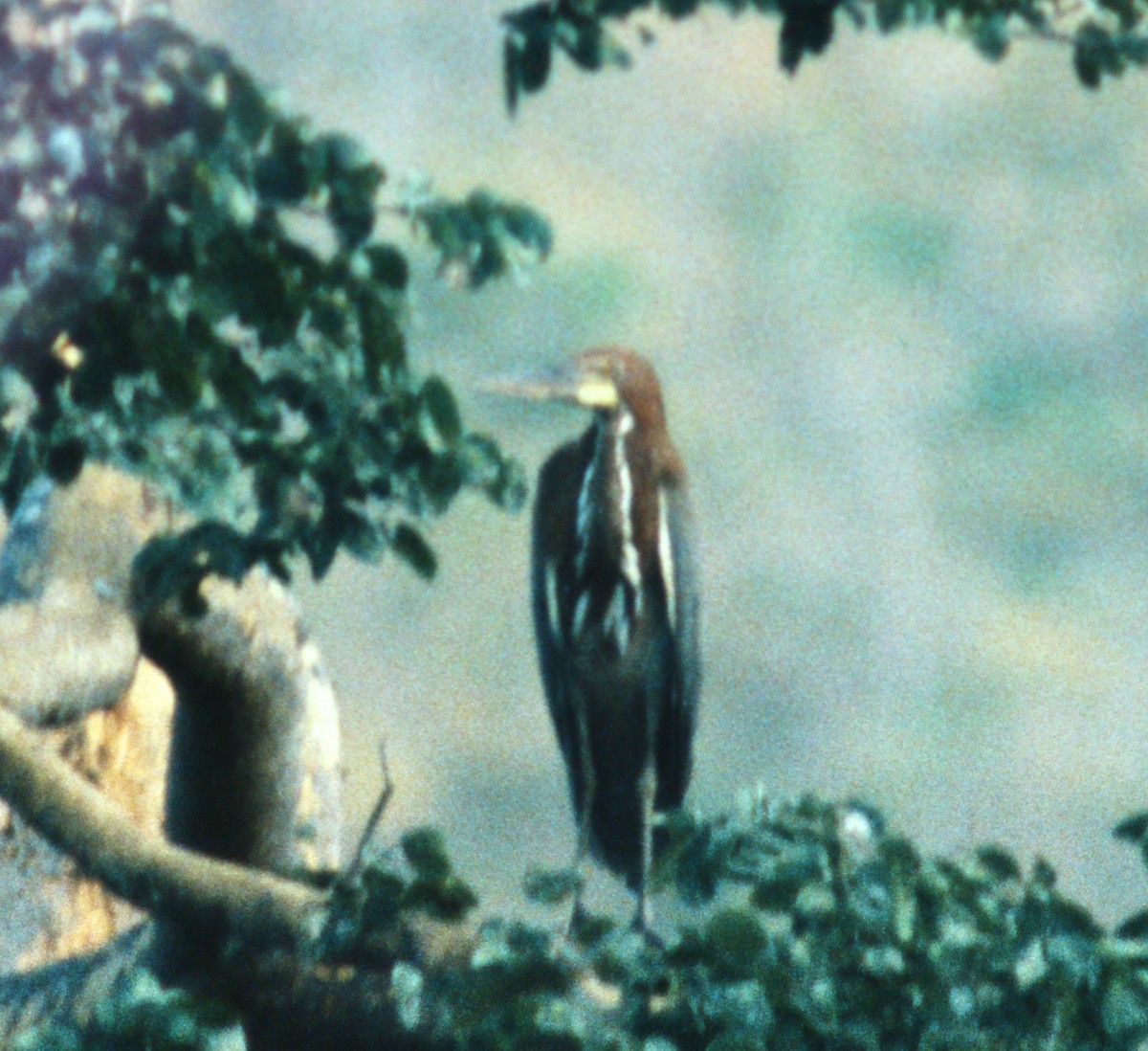 Rufescent Tiger-Heron - ML49996661