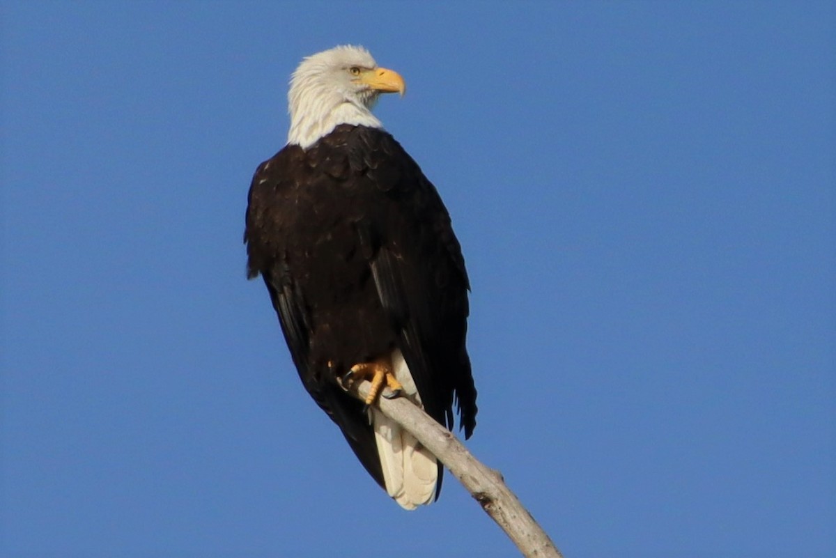 Bald Eagle - ML499966721