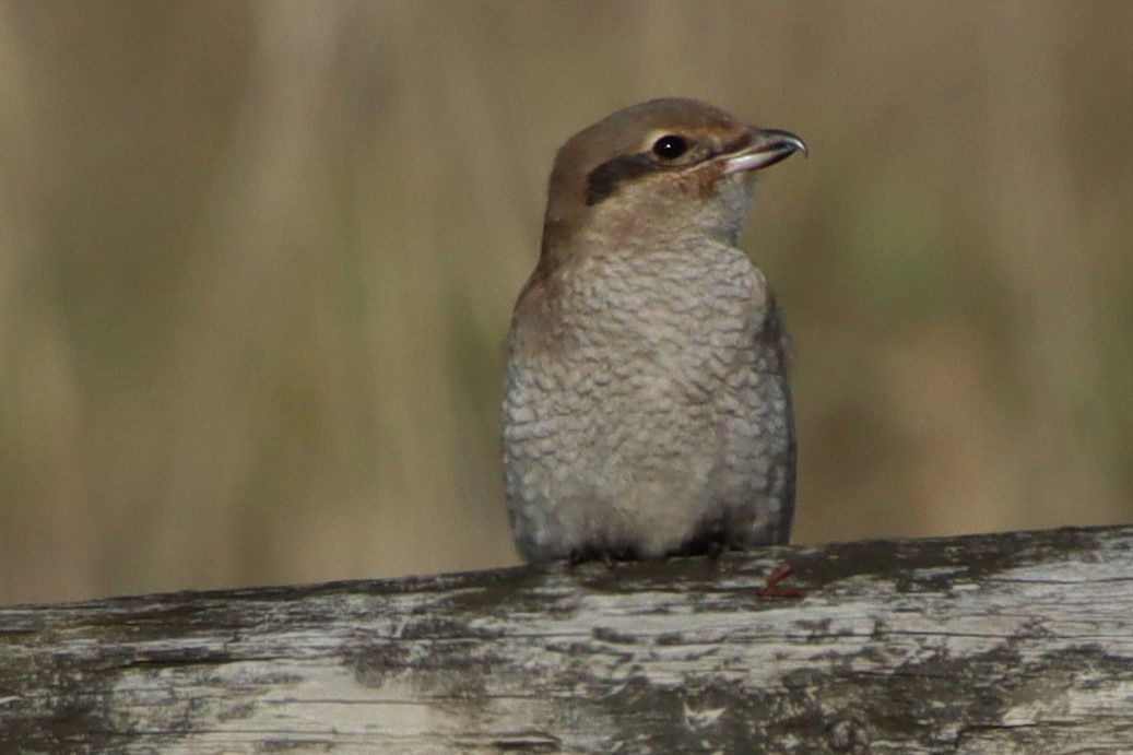 Northern Shrike - ML499967101