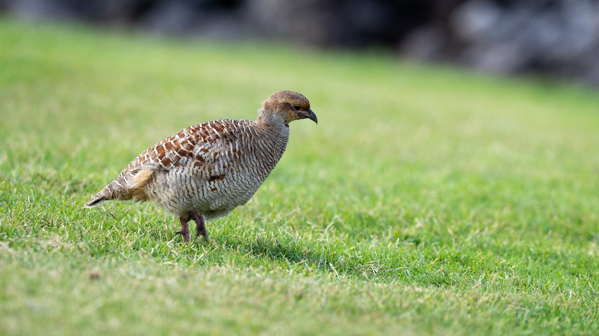 Gray Francolin - Mathurin Malby