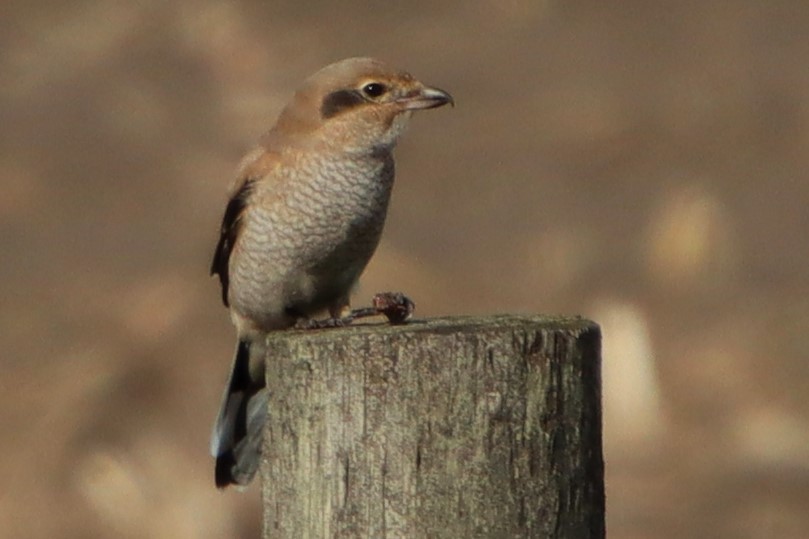 Northern Shrike - ML499967551