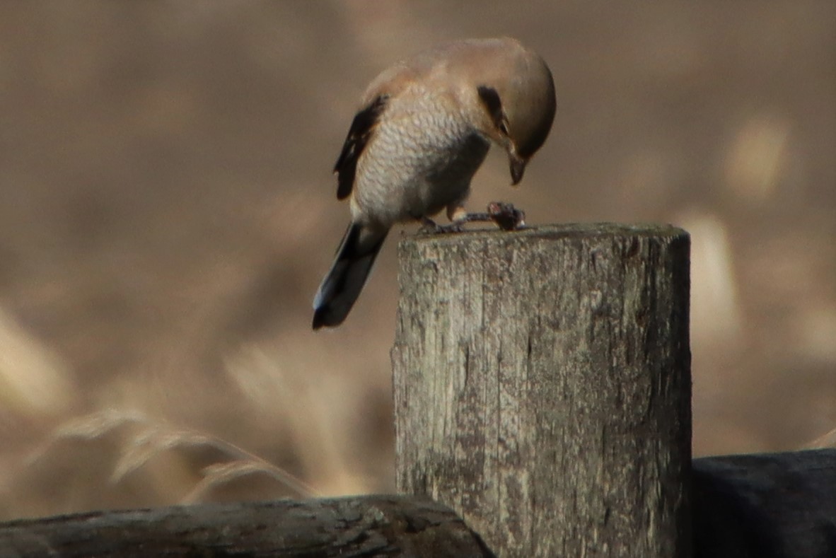 Northern Shrike - ML499967691