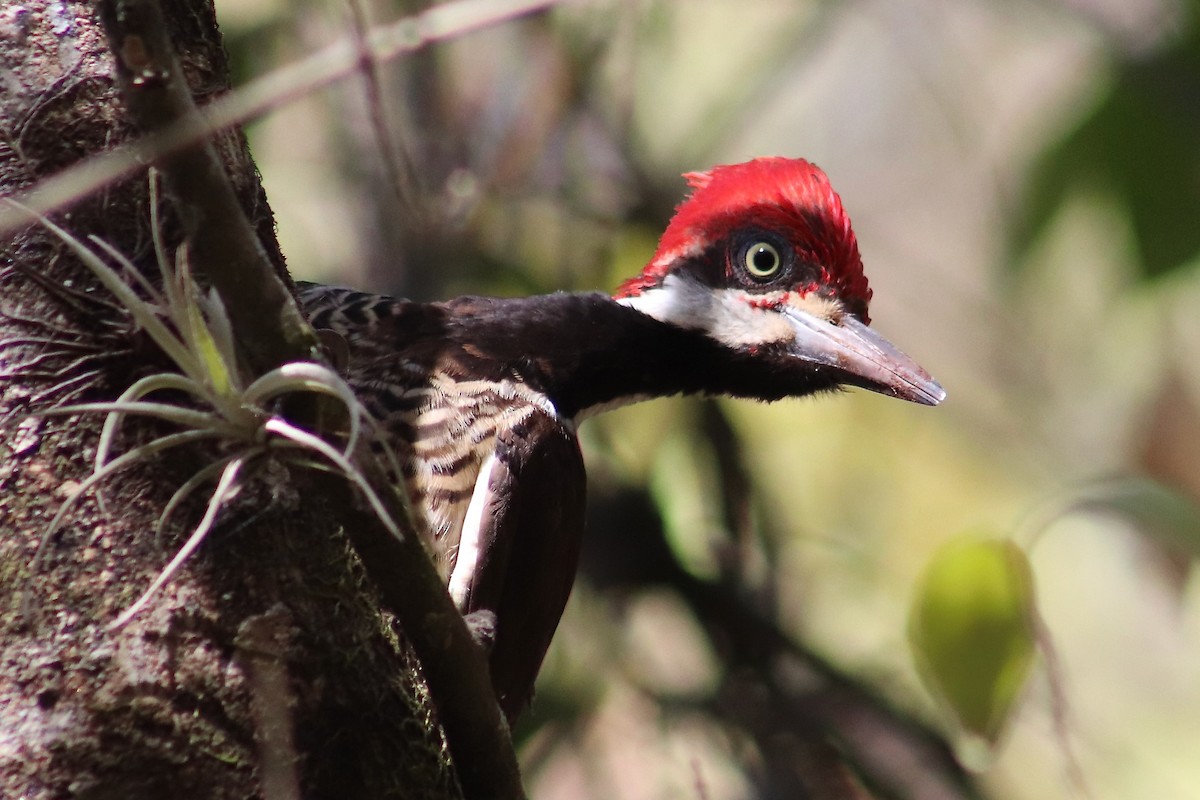 Guayaquil Woodpecker - ML499967801