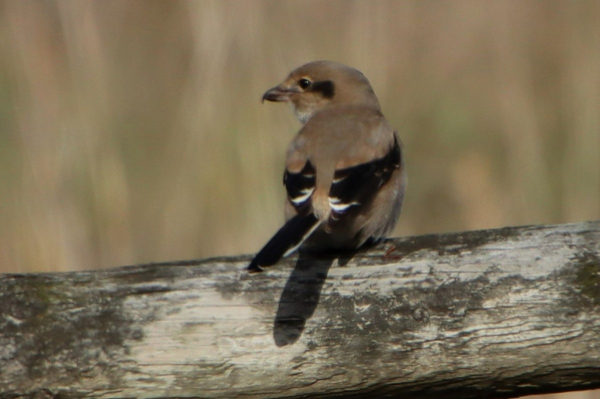 Northern Shrike - ML499967891