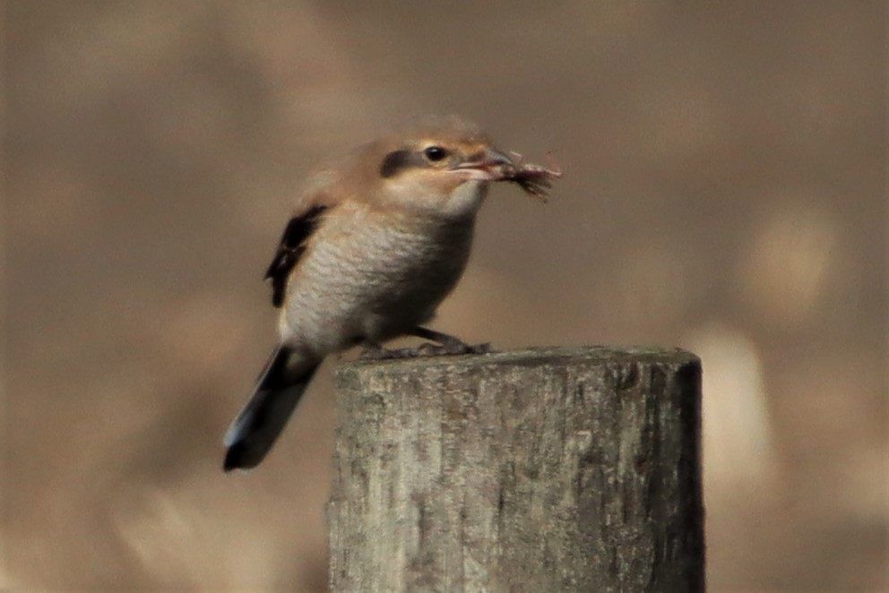 Northern Shrike - Dianne Murray