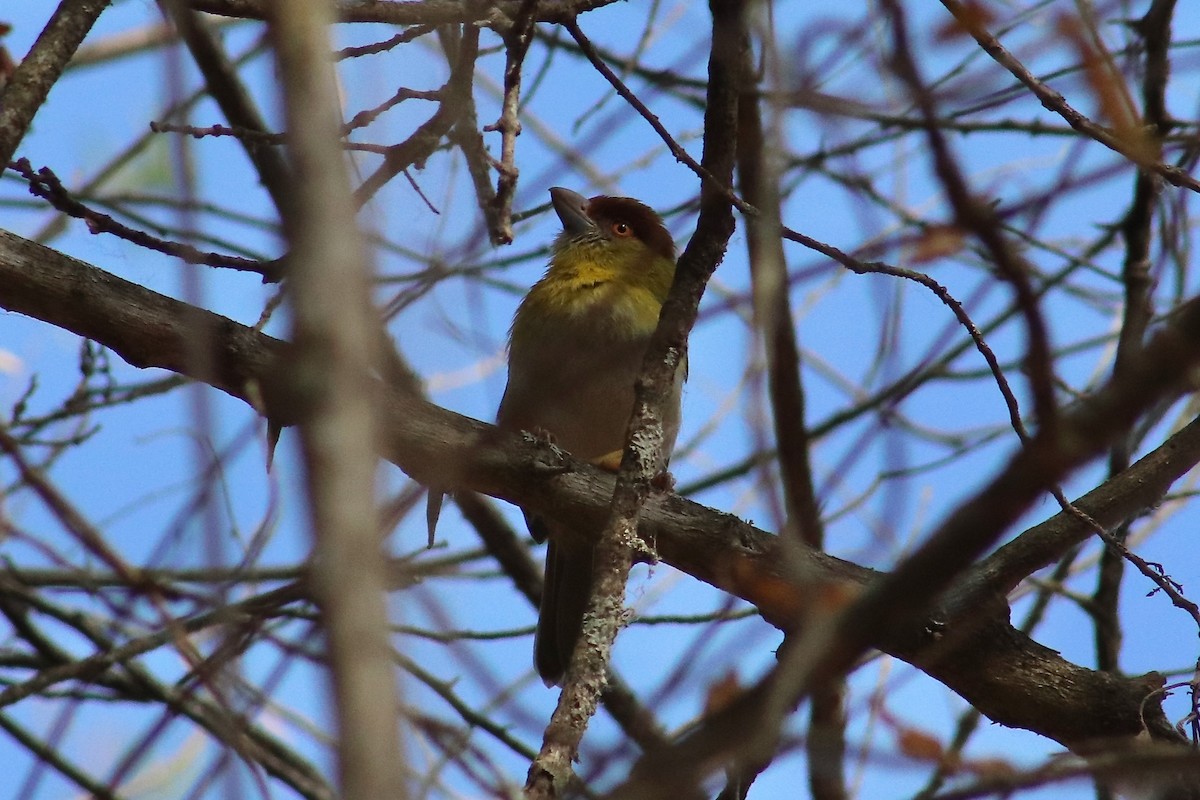 Rufous-browed Peppershrike - ML499968301