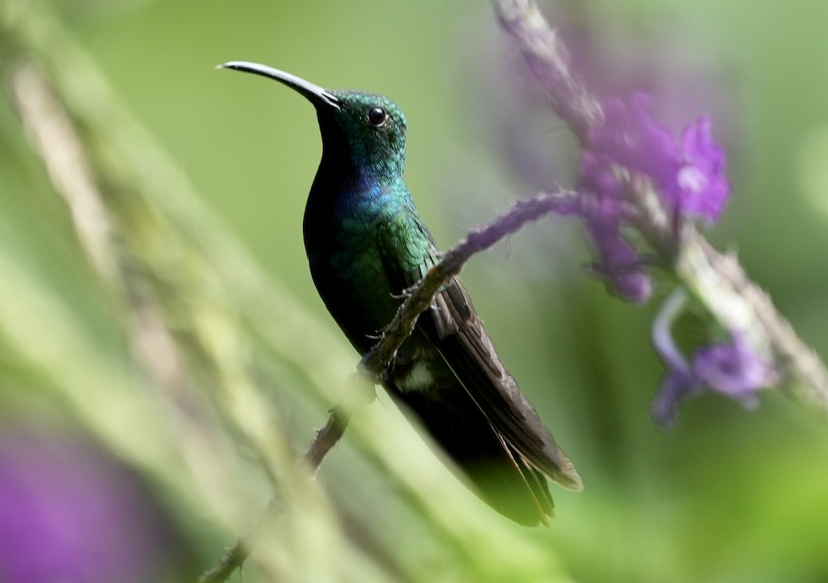 kolibřík lesklý - ML499969291
