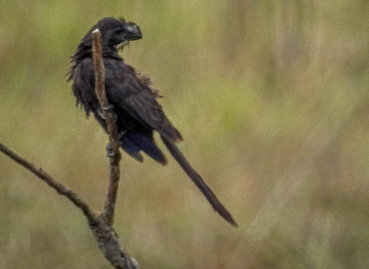 Smooth-billed Ani - ML499970381