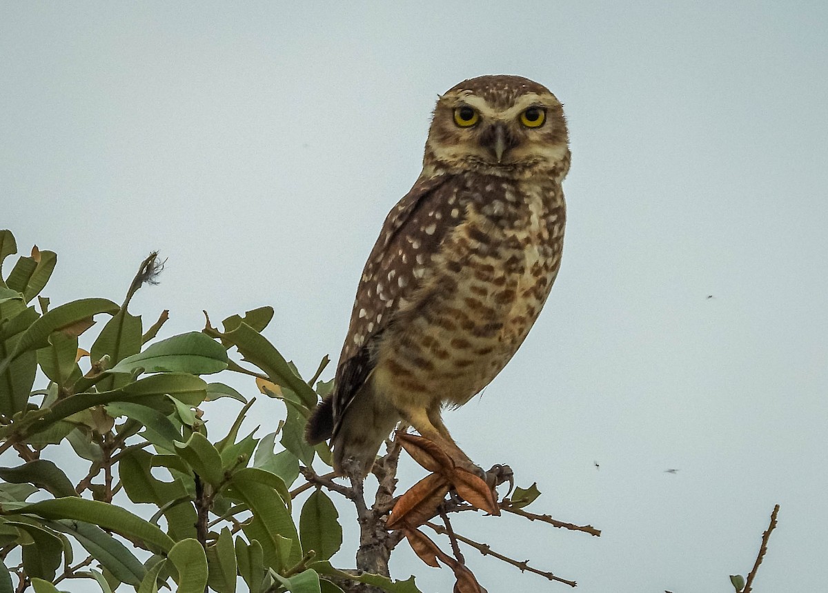 Burrowing Owl - ML499970991