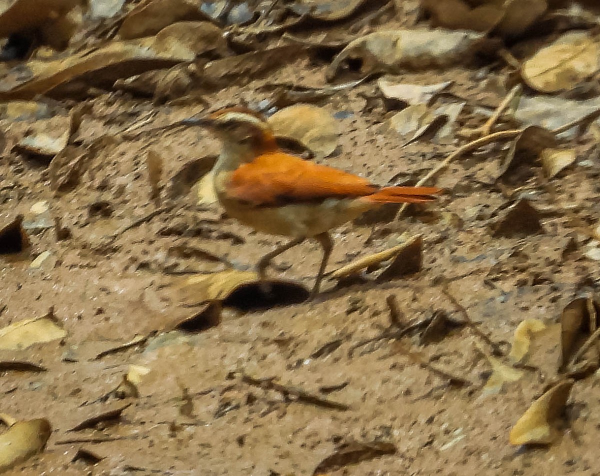 Wing-banded Hornero - ML499971301