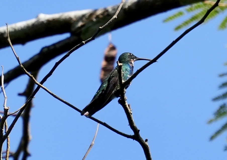 Green-breasted Mango - Anthony Schlencker