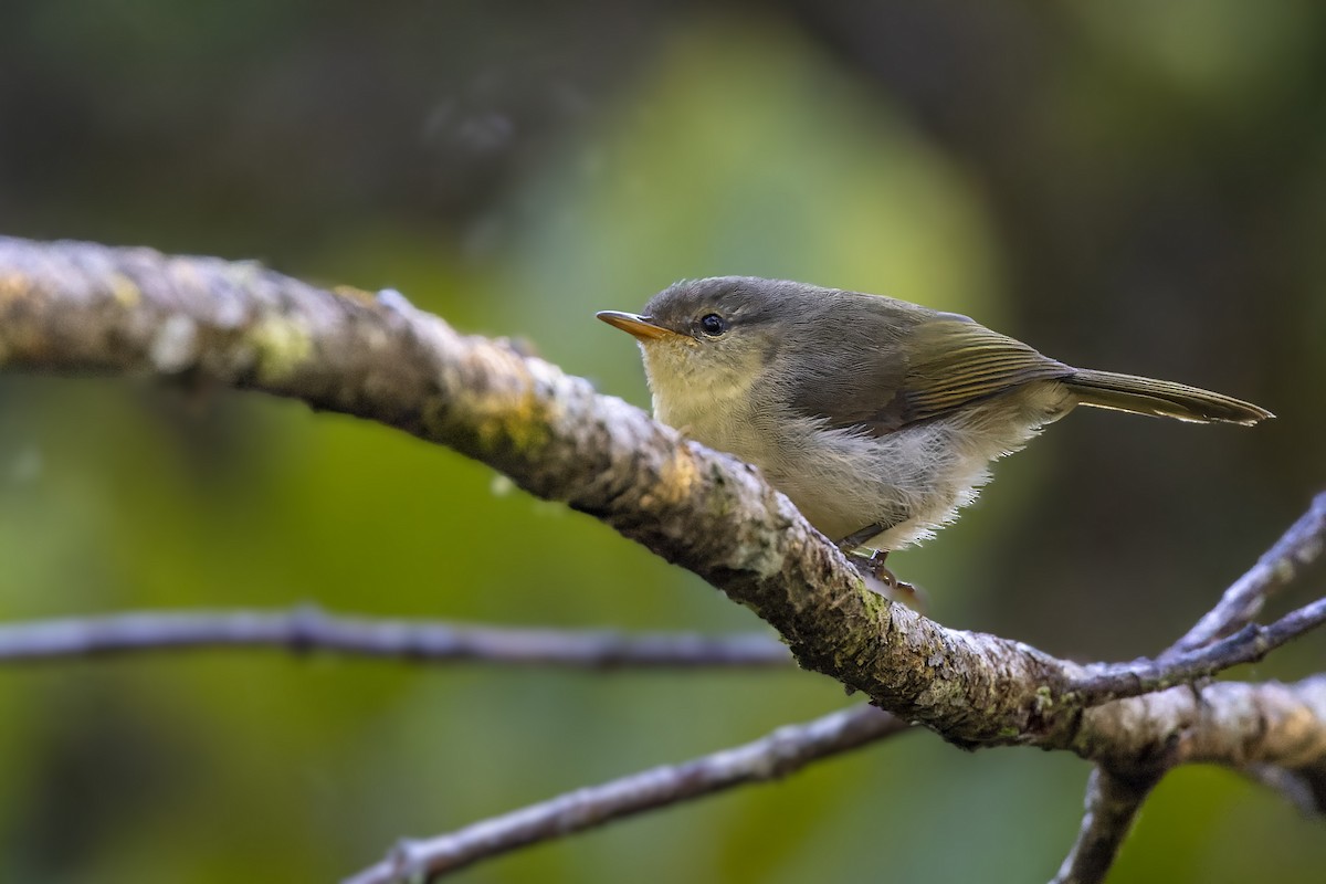 Cryptic Warbler - ML499972261