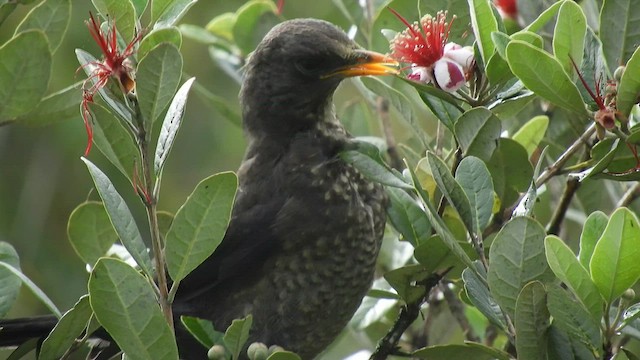 Great Thrush - ML499972311