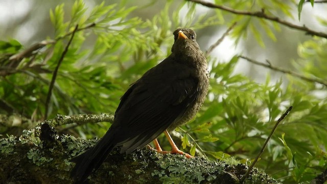 Great Thrush - ML499972421