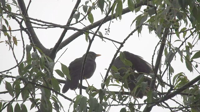 Great Thrush - ML499972441