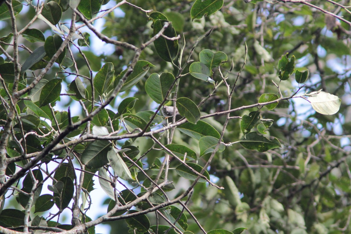 Pygmy Tit - Richard Dunn