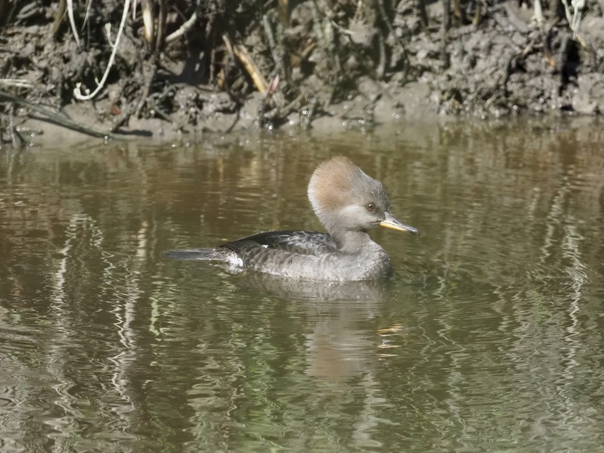 Hooded Merganser - Yve Morrell