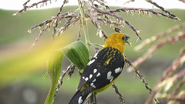 Golden Grosbeak - ML499975701