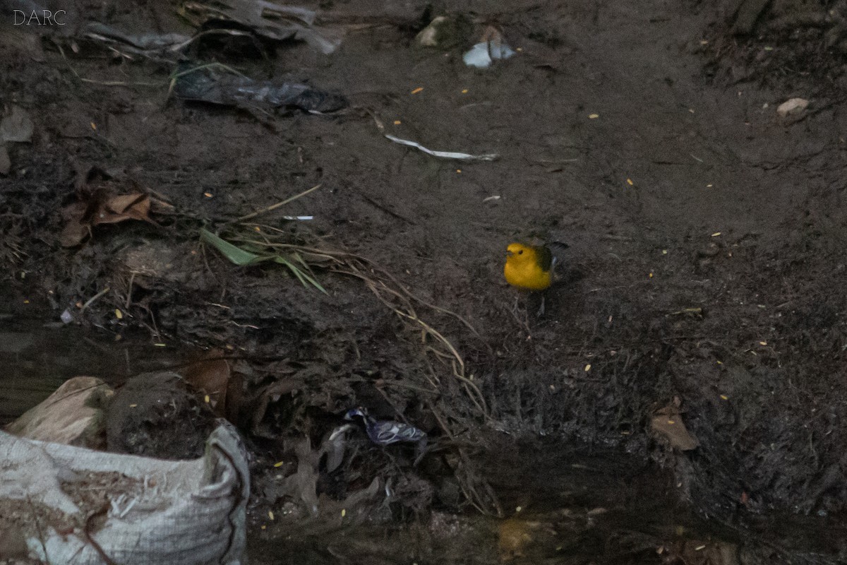 Prothonotary Warbler - ML499978391