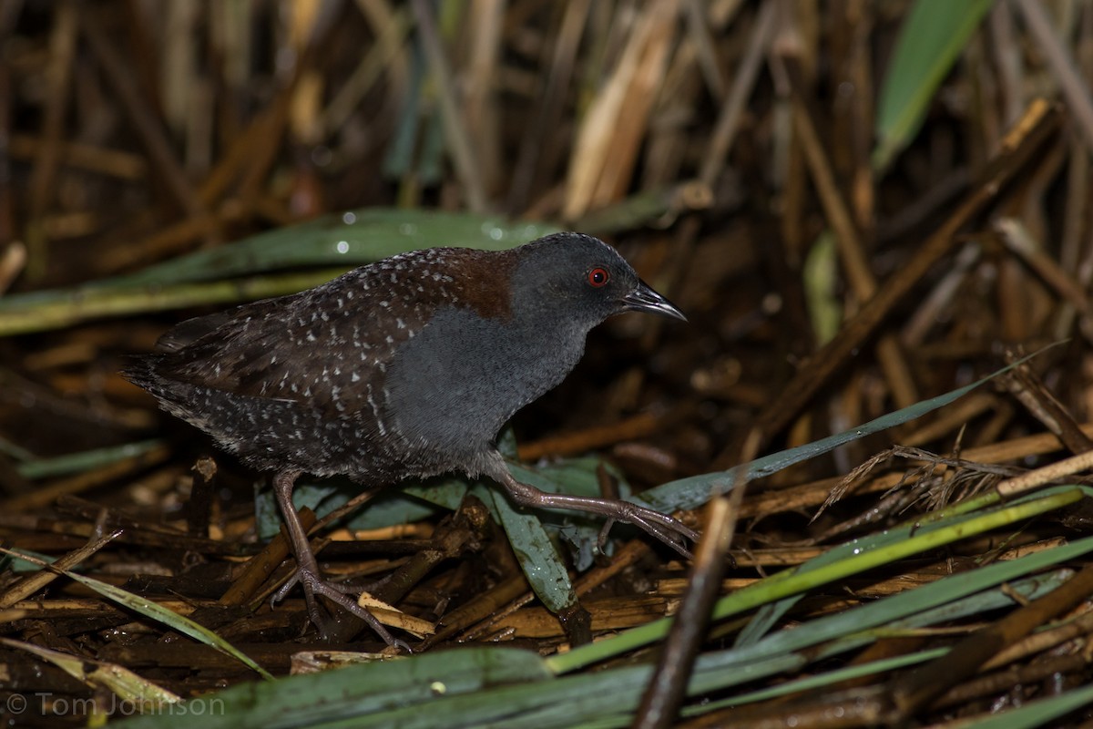 Black Rail - Tom Johnson