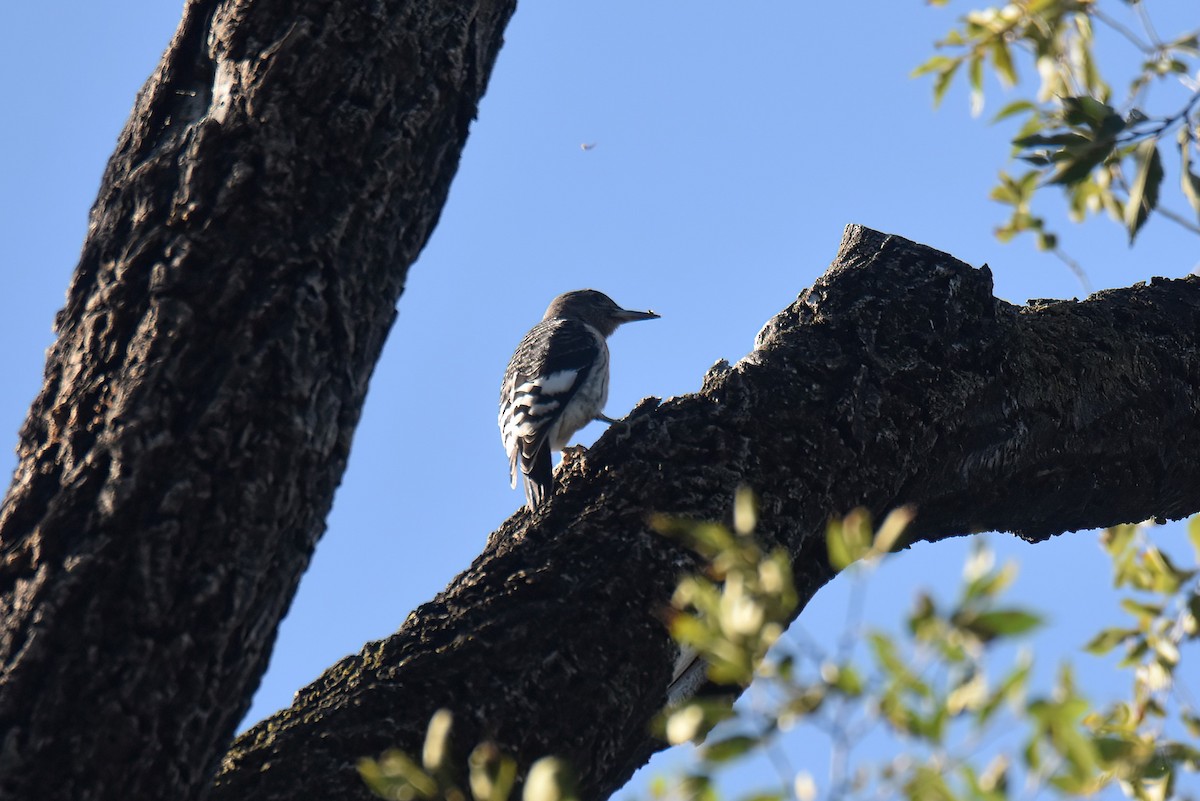 Red-headed Woodpecker - ML499979801