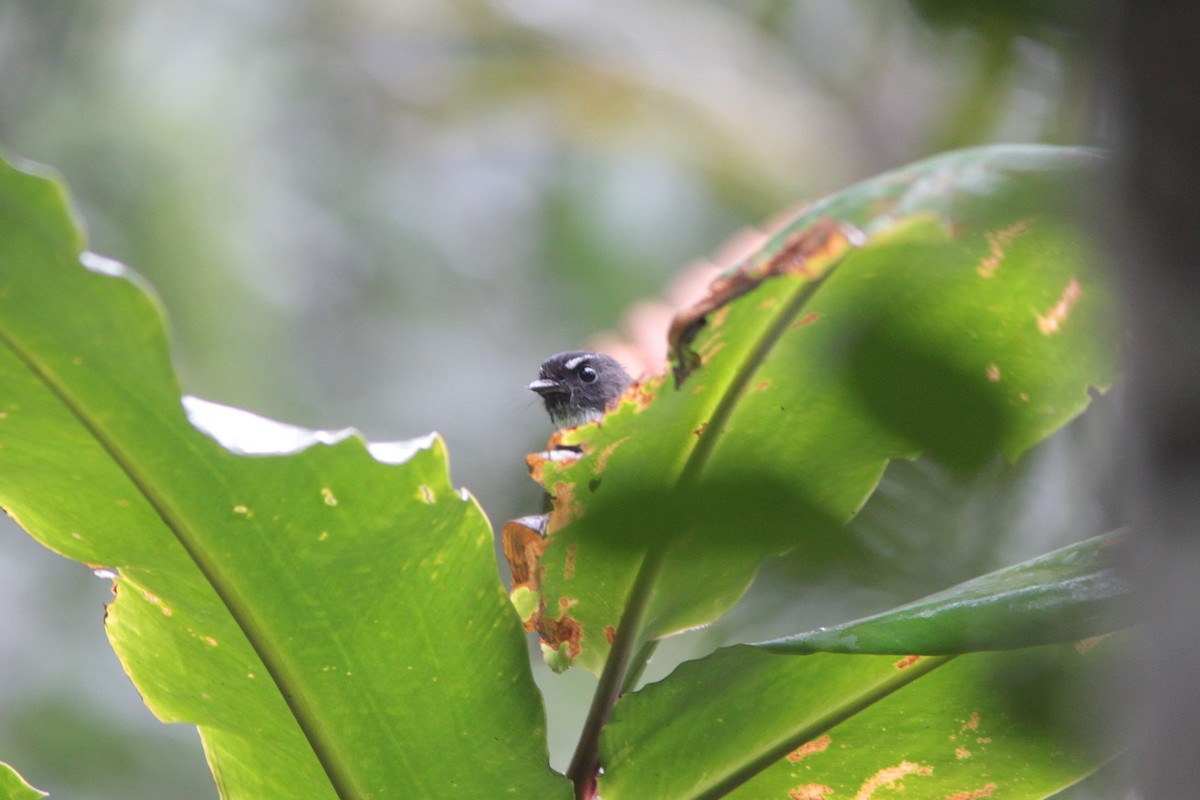 Rufous-tailed Fantail - ML499980251