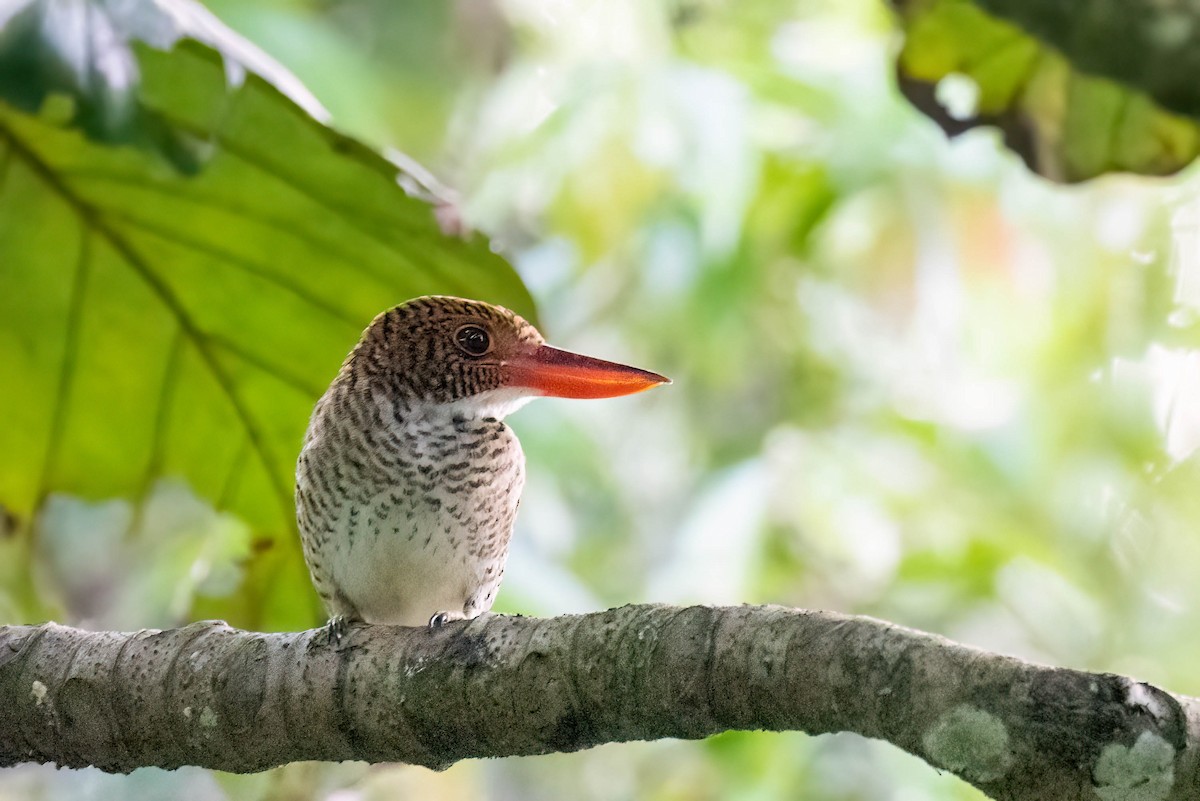 Banded Kingfisher (Black-faced) - Gustino Lanese