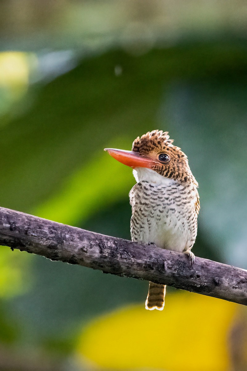 ledňáček vlnkovaný (ssp. melanops) - ML499981111