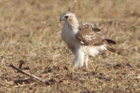 Red-tailed Hawk (Krider's) - ML499981831