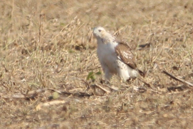 Red-tailed Hawk (Krider's) - ML499981871