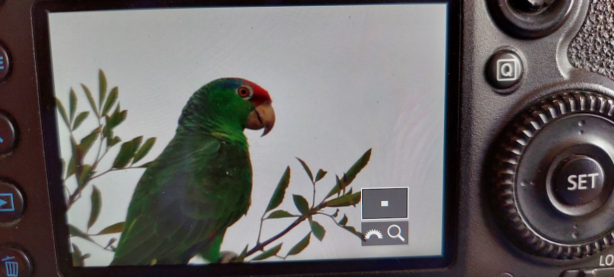 Red-crowned Parrot - ML499981881