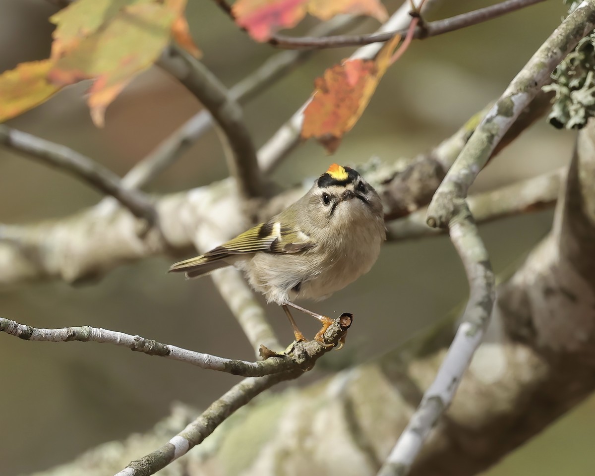 Golden-crowned Kinglet - ML499982441