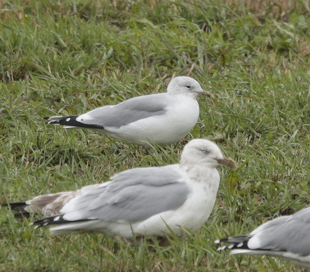 Common Gull - ML499984381