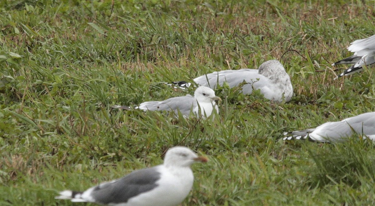 Common Gull - ML499984691