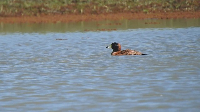 Masked Duck - ML499986391