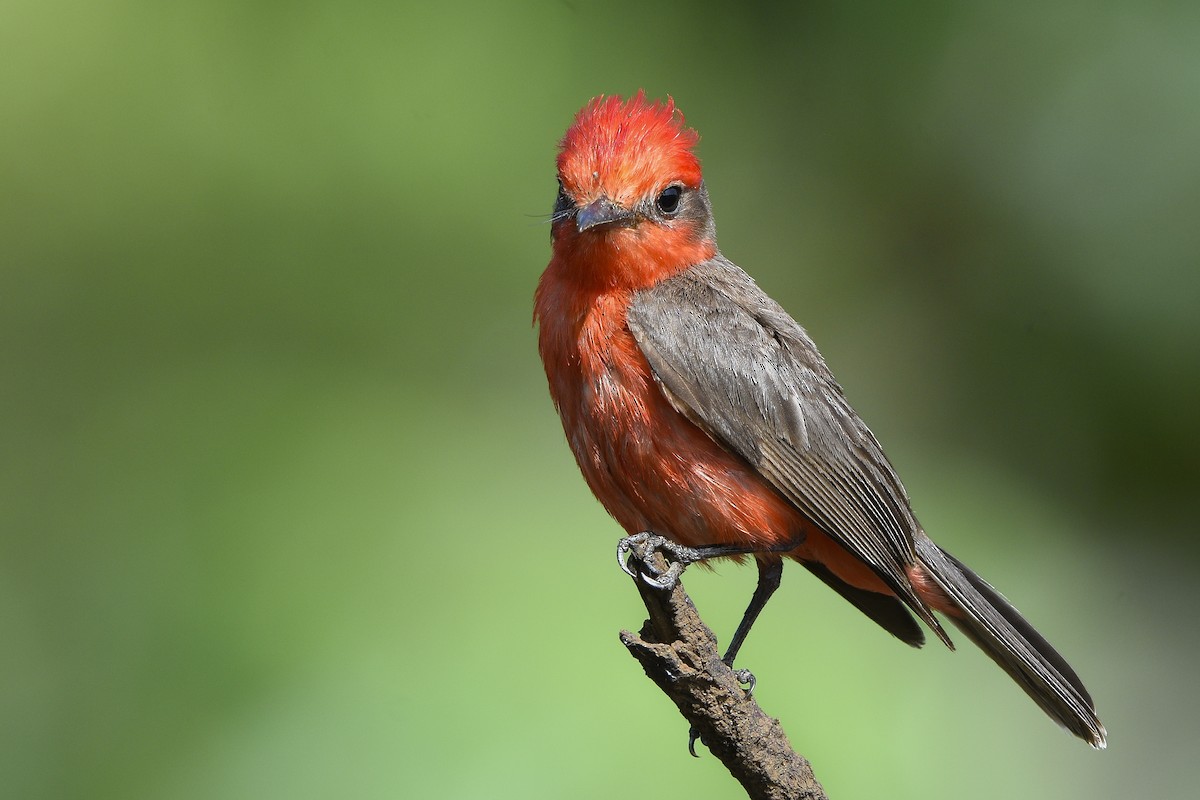 Mosquero Cardenal - ML499986841